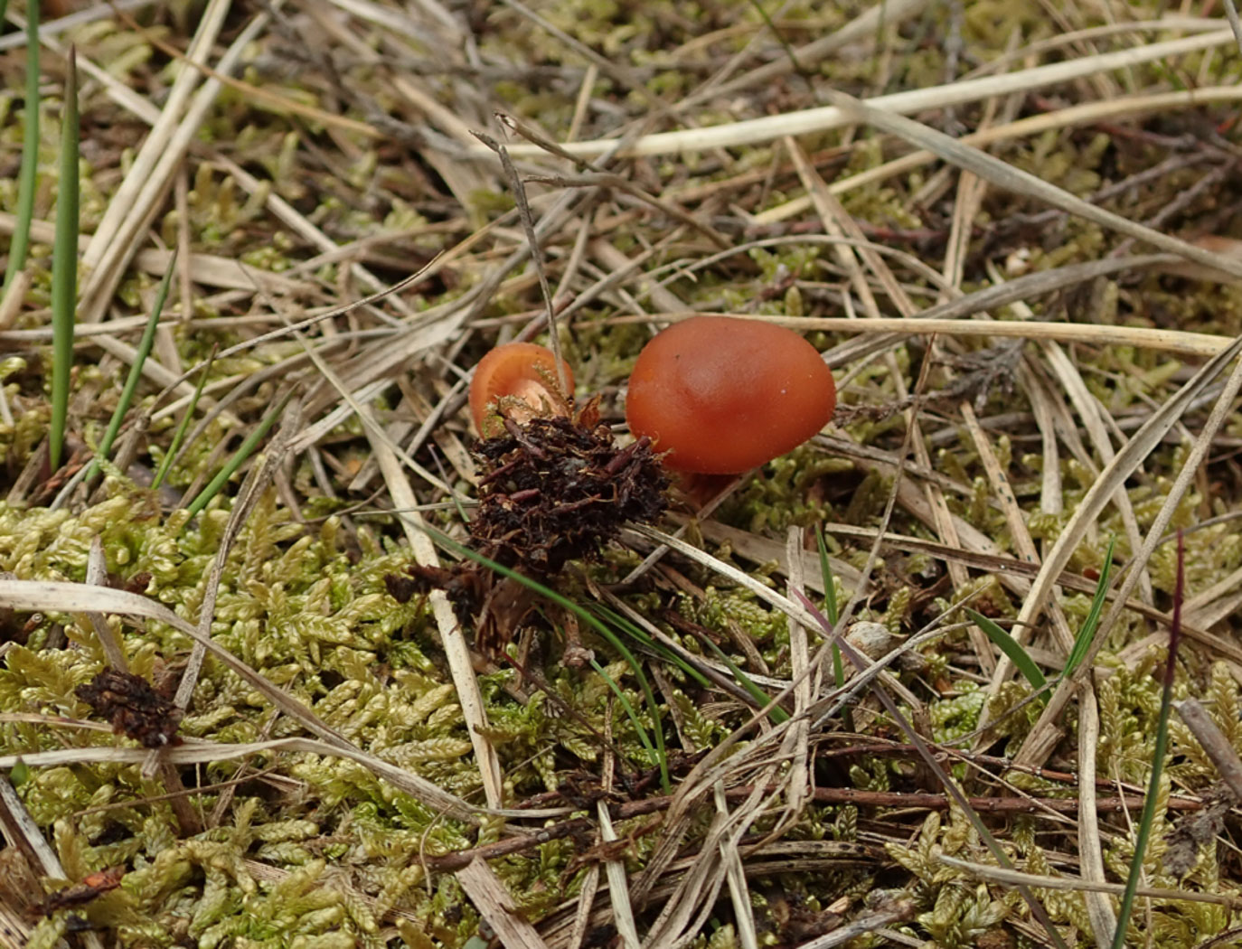 Photo © Penny Cullington Laccaria proxima by Penny Cullington